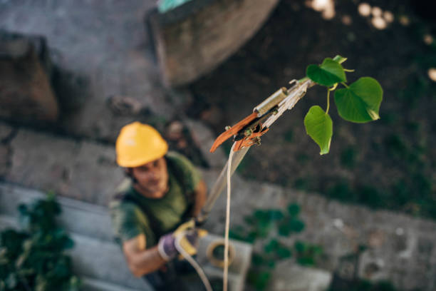 Reliable Rosedale, WA Tree Services Solutions